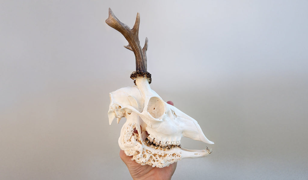 Strahlenpilzerkrankung beim Unterkiefer des Rehs