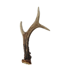 Real roebuck antlers