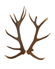 Paire de bois de cerf rouge véritable à 14 pointes de Saint-Gall