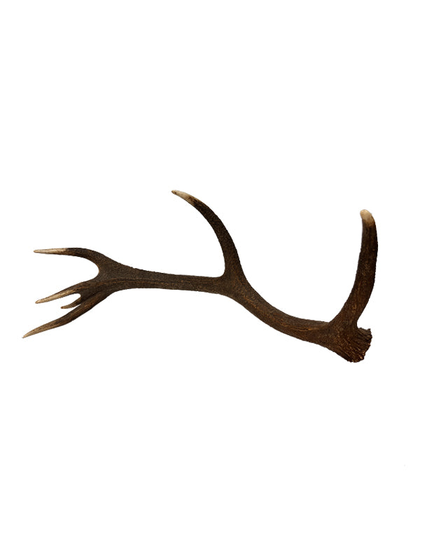 Rothirsch Abwurfstange