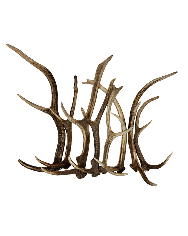 Bois artisanaux en véritable cerf rouge