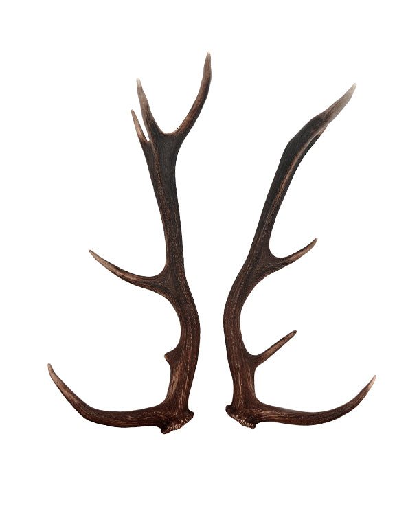 Echte Abwurfstangen vom Rothirsch