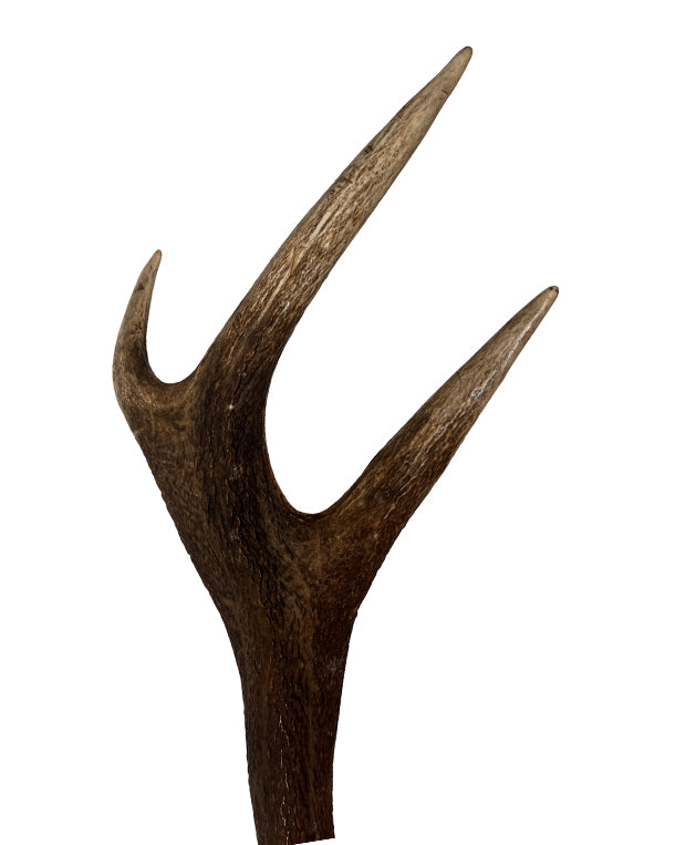 Paire de bois de cerf rouge véritable à 12 extrémités de Saint-Gall