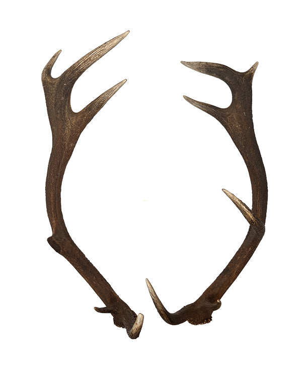 Paire de bois de cerf rouge véritable à 12 extrémités de Saint-Gall