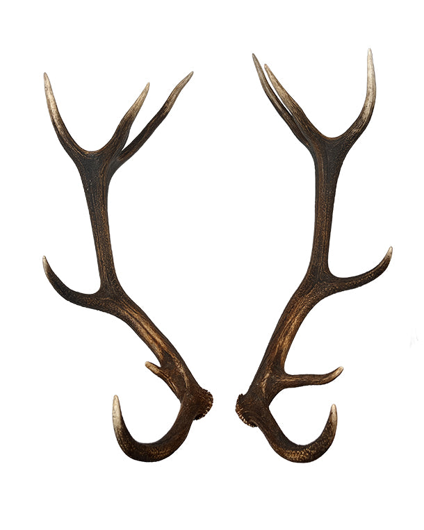 Paire de bois de cerf rouge véritable à 12 extrémités de Saint-Gall