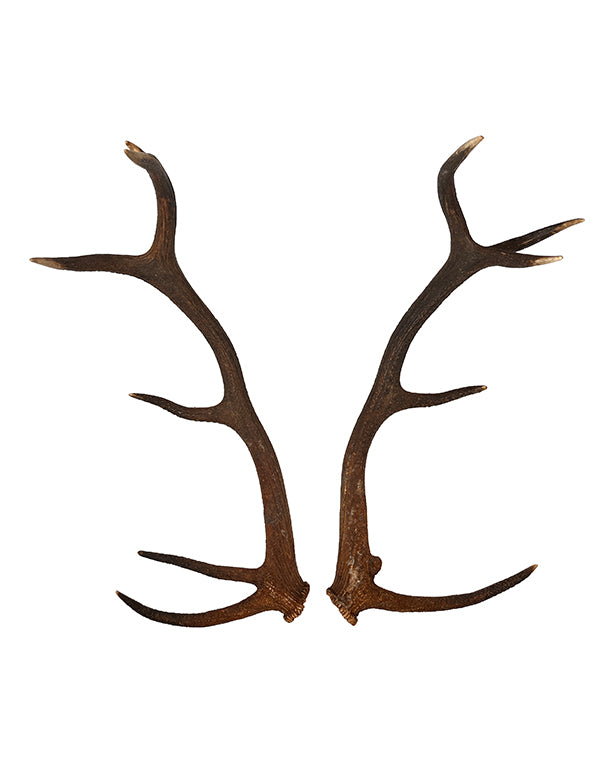 Rothirsch Abwurfstange