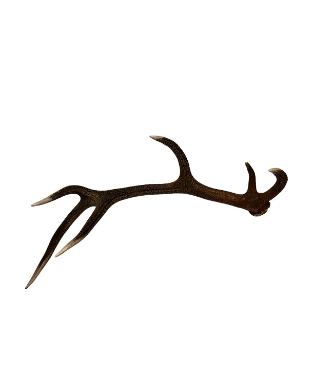 Cerf rouge à 12 pointes de Saint-Gall, véritable bois