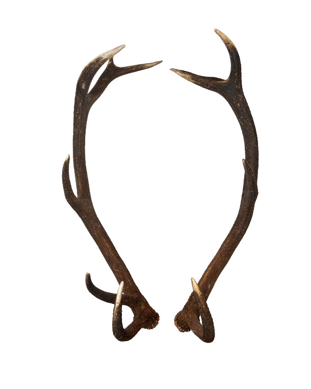 Rothirsch Abwurfstange