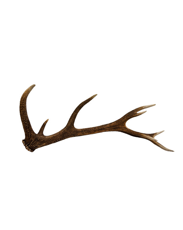 Véritable bois de cerf rouge à 16 pointes de Saint-Gall