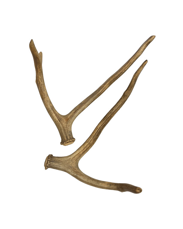 Real David Stag antlers pair