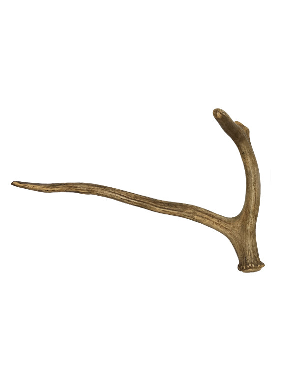 Real David Stag antlers pair