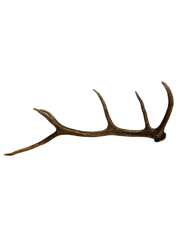 Rothirsch Abwurfstange