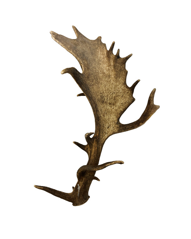 Damhirsch Abwurfstange