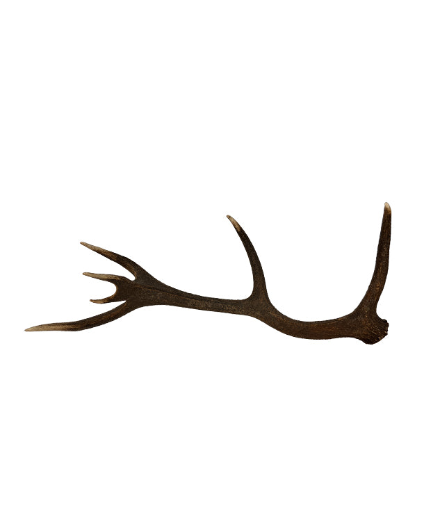 Rothirsch Abwurfstange