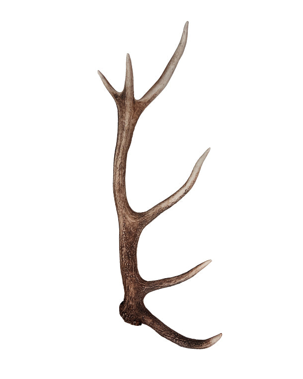 Rothirsch Abwurfstange