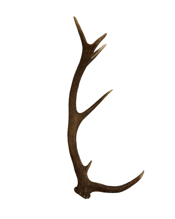 Rothirsch Abwurfstange