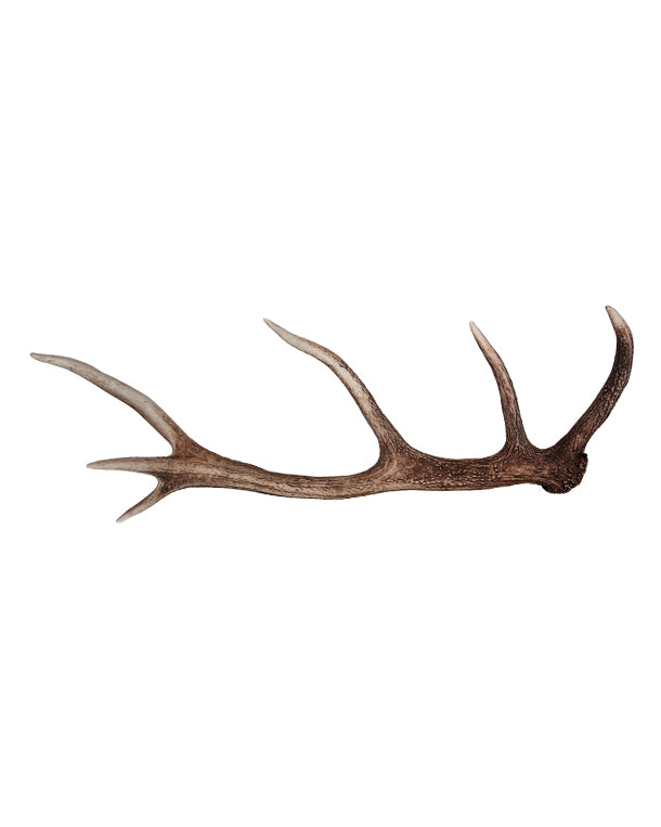 Véritable cerf rouge à 12 pointes de Saint-Gall