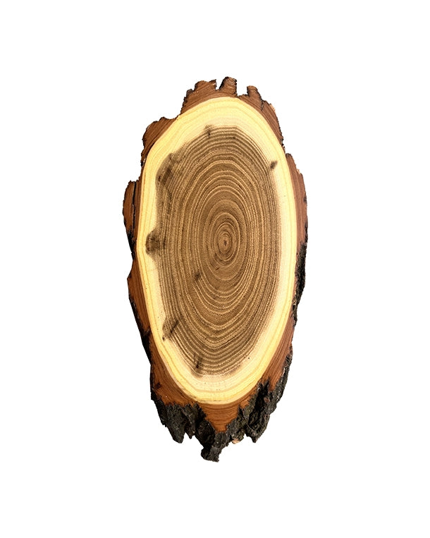 Akazien-Trophäenschilder 22cm mit Kieferfach online kaufen bei SWISSskulls – hochwertige Montageplatten für Jagdtrophäen.