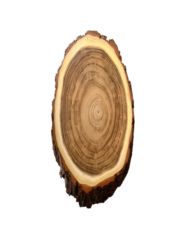 Akazien-Trophäenschilder 36cm mit oder ohne Kieferfach online kaufen bei SWISSskulls – hochwertige Montageplatten für Jagdtrophäen.