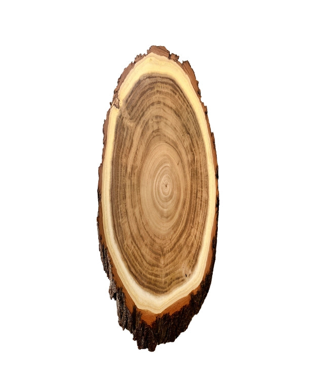 Akazien-Trophäenschilder für Hrisch online kaufen bei SWISSskulls – hochwertige Montageplatten für Jagdtrophäen.