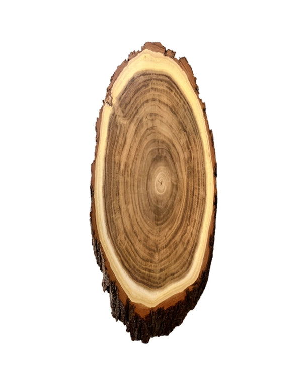 Akazien-Trophäenschilder für Hirsch online kaufen bei SWISSskulls – hochwertige Montageplatten für Jagdtrophäen.