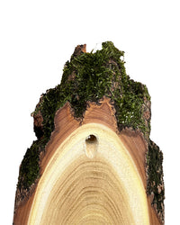 Akazien-Trophäenschilder 22cm mit Kieferfach online kaufen bei SWISSskulls – hochwertige Montageplatten für Jagdtrophäen.