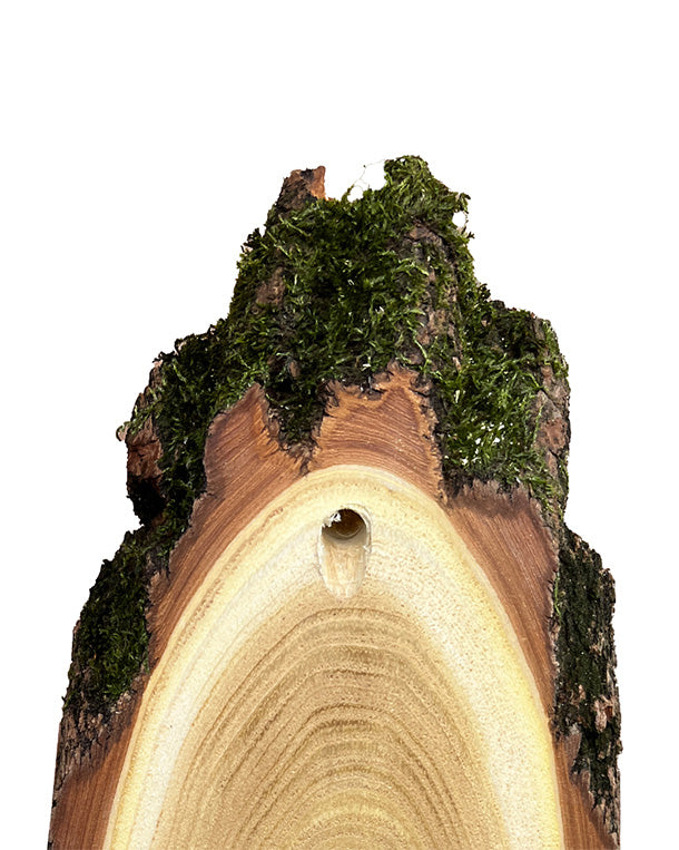 Akazien-Trophäenschilder 22cm mit Kieferfach online kaufen bei SWISSskulls – hochwertige Montageplatten für Jagdtrophäen.