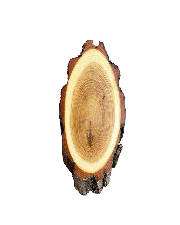 Akazien-Trophäenschilder 22cm mit Kieferfach online kaufen bei SWISSskulls – hochwertige Montageplatten für Jagdtrophäen.