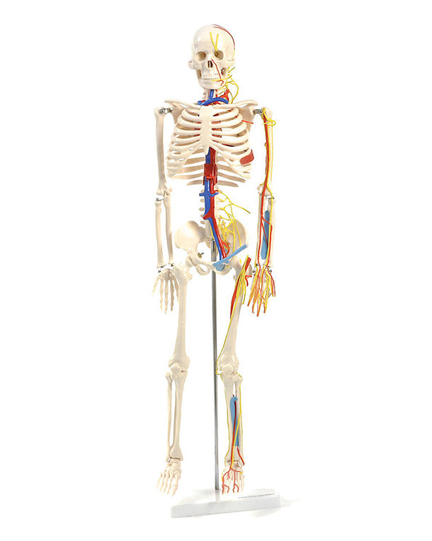 Replica skeleton with nerves and vessels