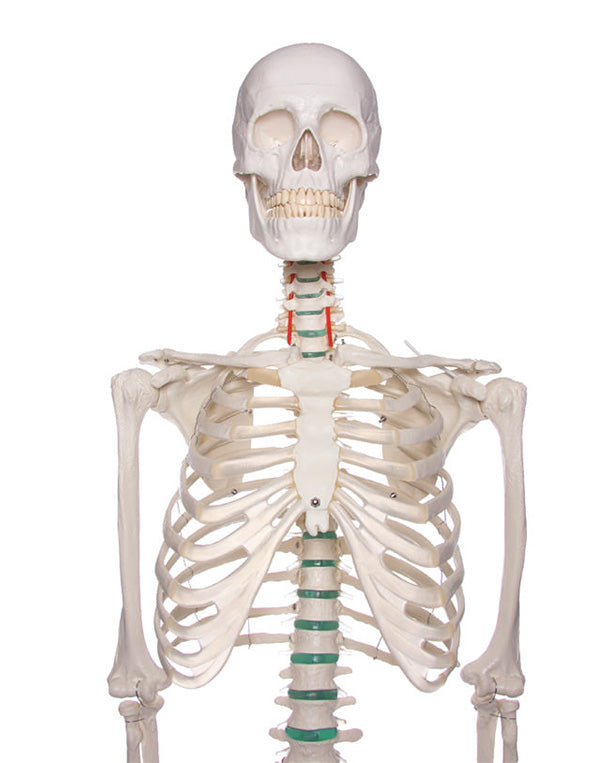 school skeleton "Oscar"