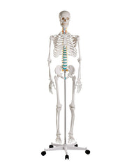 school skeleton "Oscar"