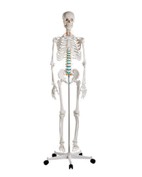 school skeleton "Oscar"