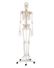 replica skeleton "Willi"