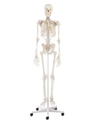 replica skeleton "Willi"