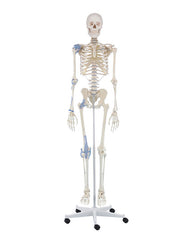 Replica skeleton “Otto” with ligaments