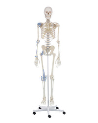 Replica skeleton “Otto” with ligaments