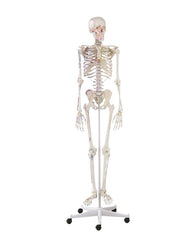 Replica skeleton "Arnold" with muscle markings