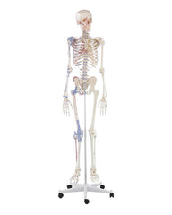 Replica skeleton "Bert" with muscle markings and ligament apparatus