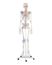Replica skeleton "Bert" with muscle markings and ligament apparatus