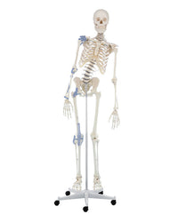 Replica skeleton "Toni" movable, with ligament apparatus
