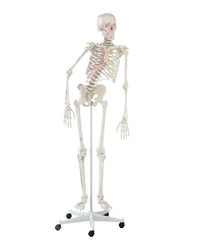 Replica skeleton "Peter", movable, with muscle markings