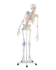 Replica skeleton "Max" movable, with muscle markings and ligament apparatus