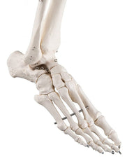 Replica additional equipment flexible foot, right