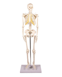 Miniature Skeleton II