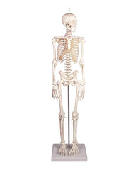 Miniature skeleton with muscle markings
