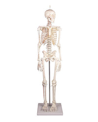 Miniature skeleton with muscle markings