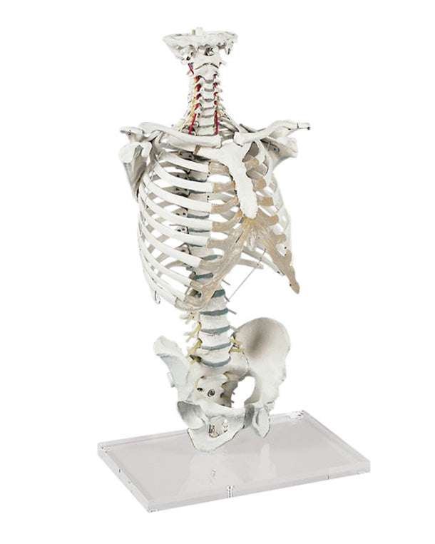 Replica spine with ribcage