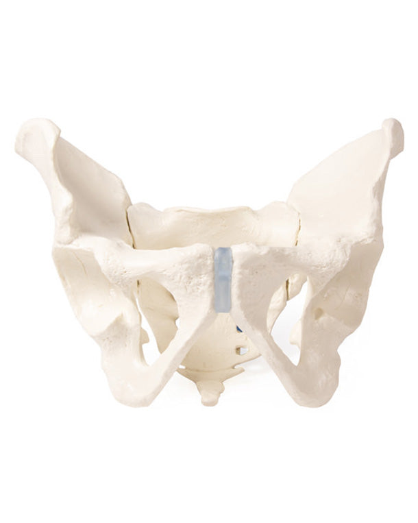 Replica pelvic model with sacrum ♀