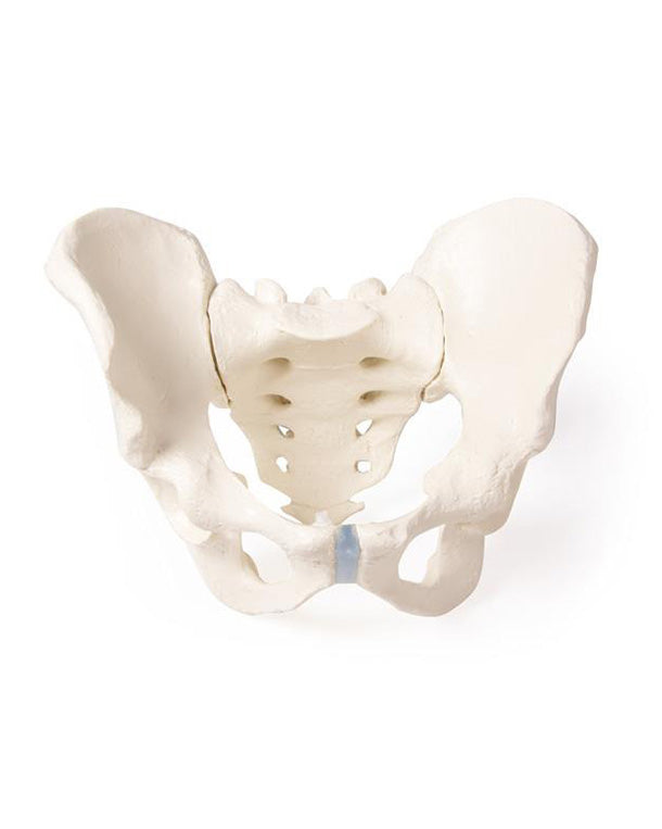 Replica pelvic model with sacrum ♀