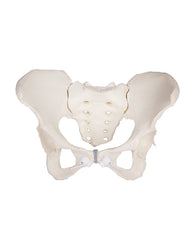 Replica pelvic model ♂ with sacrum